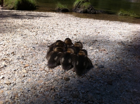 Squadron of ducklings